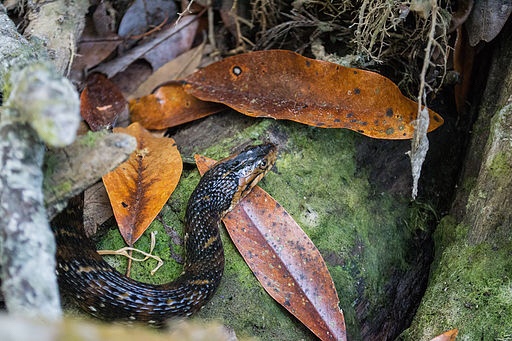 Brown water snake, 5 Things To Do At Week Wachee Springs, Florida