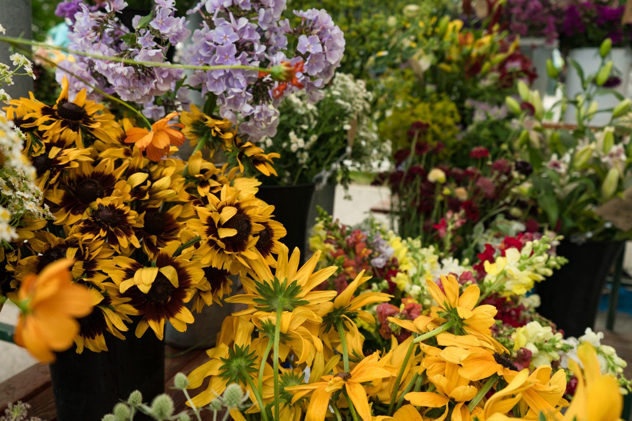 USA Photography USA Photography What To Do In Telluride: Farmer's Market