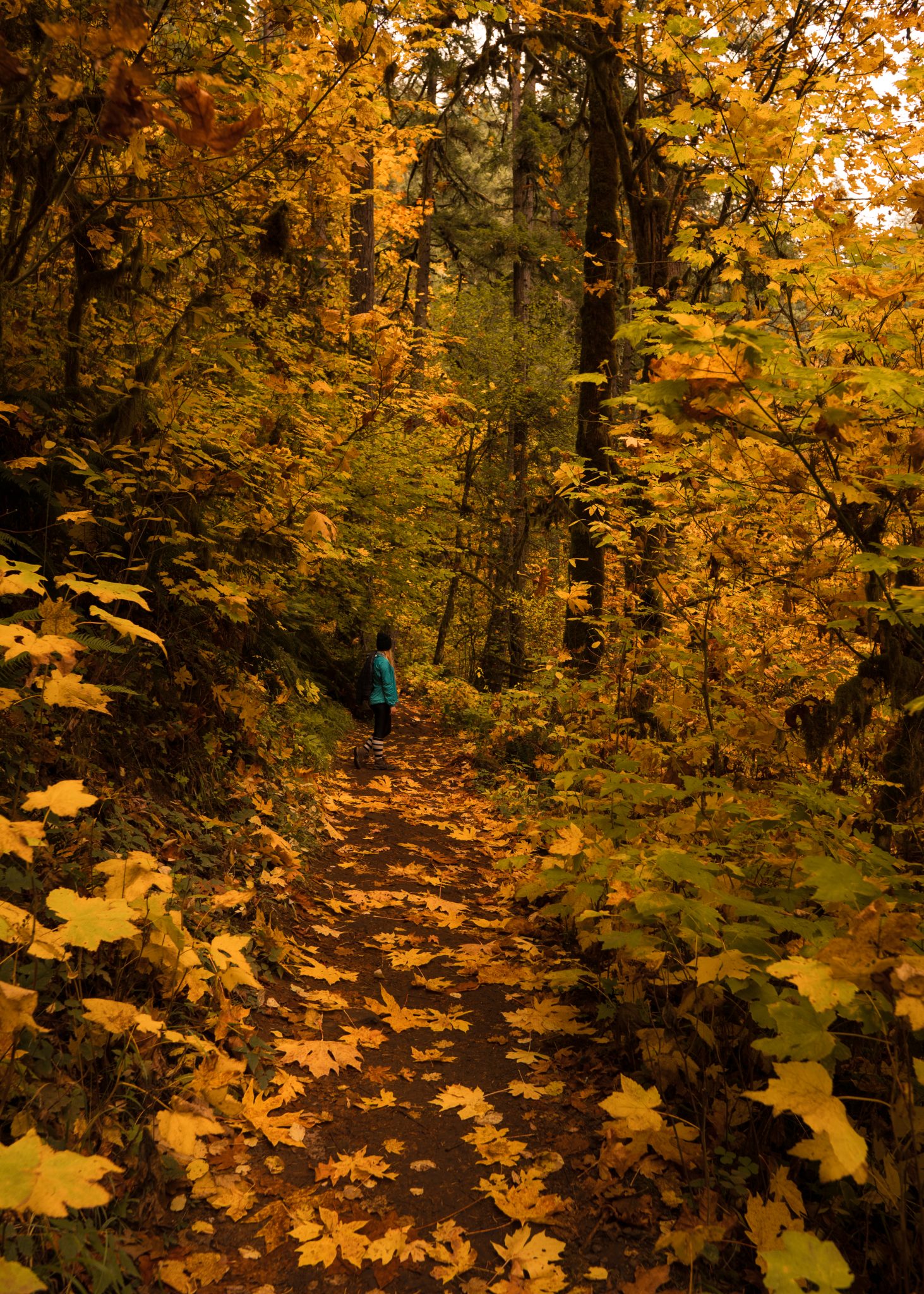 Start the hike at the South Falls entrance. Had passed the bathroom and to the left you’ll see Southfalls. Continue underneath Southfalls and around. You will come to + directing you to the next waterfall at .8 miles away. From this point Northfalls is 3.9 miles. That is the turnaround point on the trail. After the .8 mile walk to lower Southfalls continue another mile before reaching lower Northfalls, third waterfall. On and off trail to the left just after lower Northfalls is double footballs the fourth waterfall on the trail. After doubling back st double falls (haha), continue to the left along the canyon trail. After less than a quarter mile, you’ll reach Drake Falls, waterfall #5! Another few short yards away wise middle Northfalls 106 feet. This is the third waterfall beside self and lower self Falls that you can walk behind. Head back and follow the trail uphill to the right, to Twin Falls. You will come to an intersection, pointing twin falls straight and winter falls to the right, over a bridge. To continue along the whole trail of 10 falls, continue straight. You will pass wonderful’s on the way back on the rim Trail. At 31 feet Twin Falls is dwarfed by bigger neighbors. However, north Falls is stunning. The 4th waterfall you can walk behind, and the most grand of the caves on the trail. Definitely a great halfway point to stop for lunch or a quick snack!