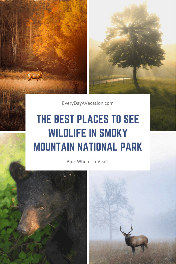 Best Place To See Fireflies