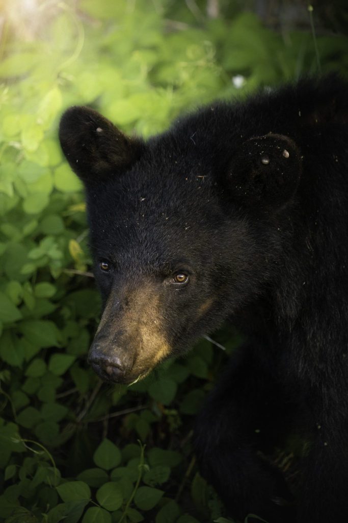 wildlife in the great smoky mountains national park
