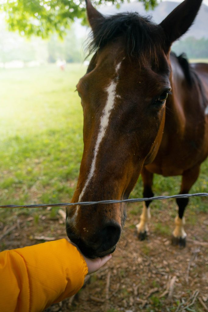 wildlife without vehicle traffic in the valley