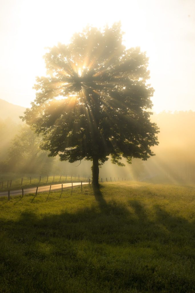 wildlife in the great smoky mountains national park