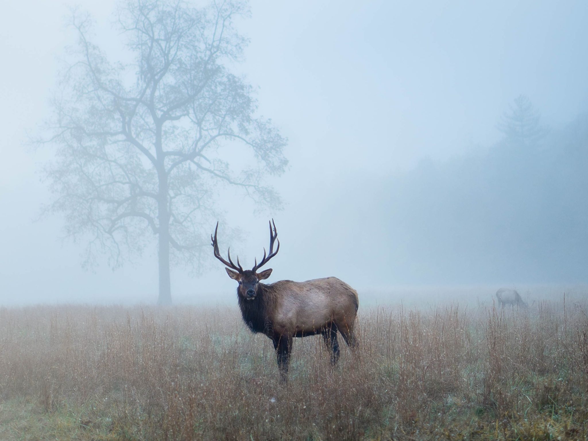 where to see wildlife in the smoky mountains